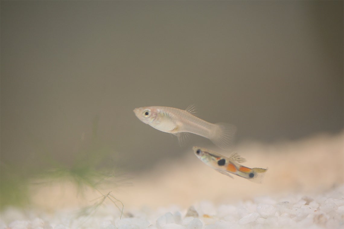 Female and male guppies