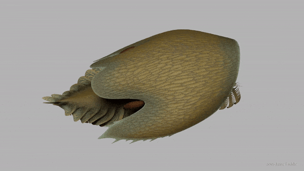 3D animation of Cambroraster falcatus