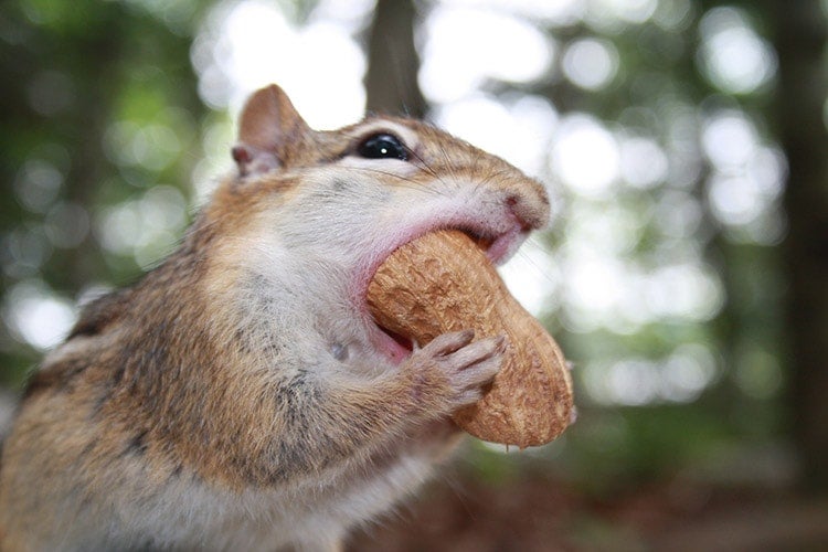 chipmunk eating a peanut