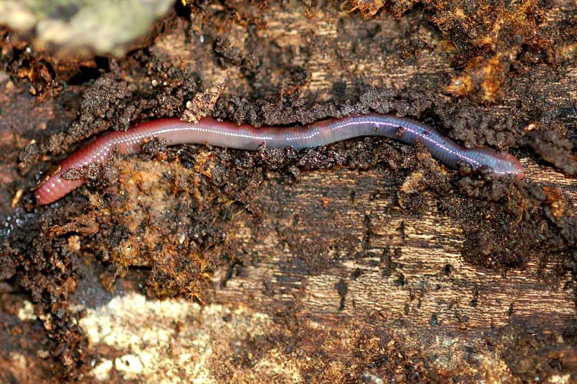 Invasive earthworms are eating away at forest diversity: U of T