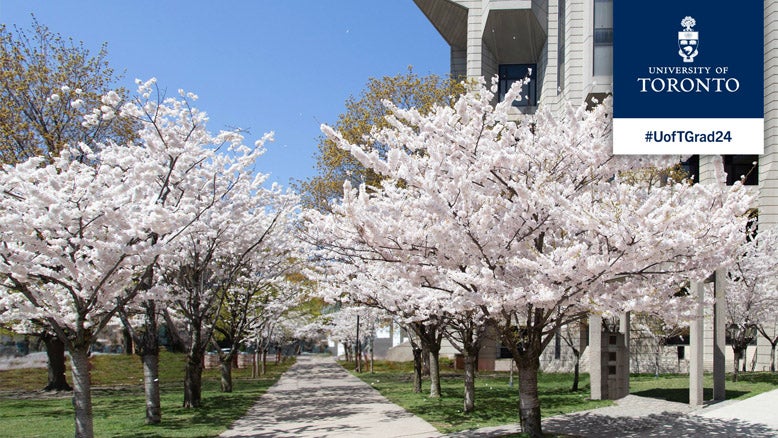 Cherry blossom trees in full bloom outside Robarts Library