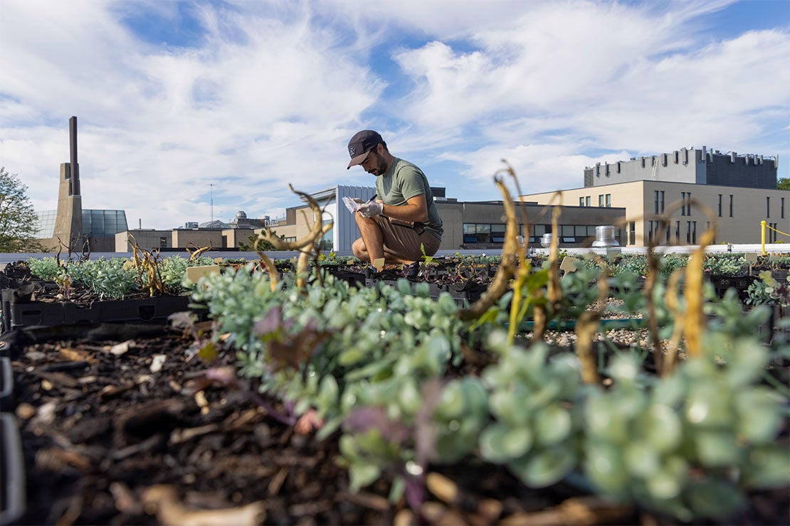 researcher tends to a rooftop garden at UTSC