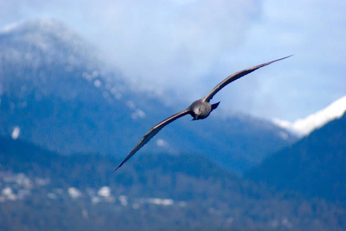 A better way to fly? U of T and UBC researchers study birds and their wings