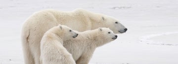 A mother polar bear with 2 cubs