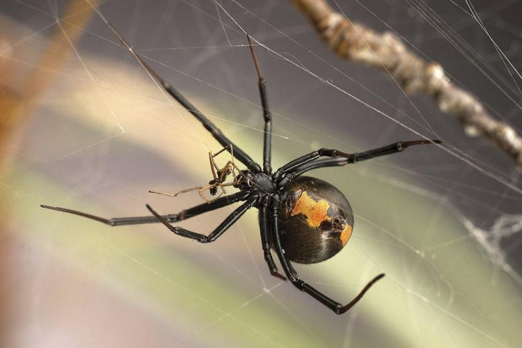 Photo of redback spider