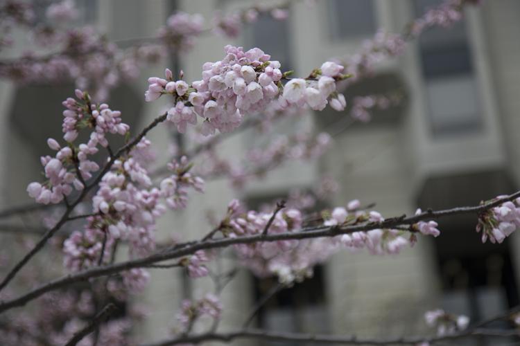 Photo of cherry blossoms