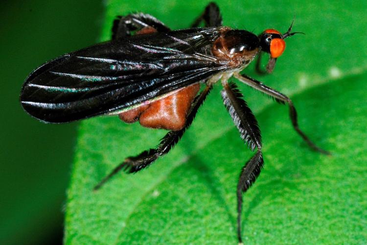 Close-up photo of fly on a leaf