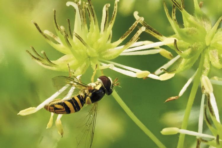 A fly pollinator visiting a female flower