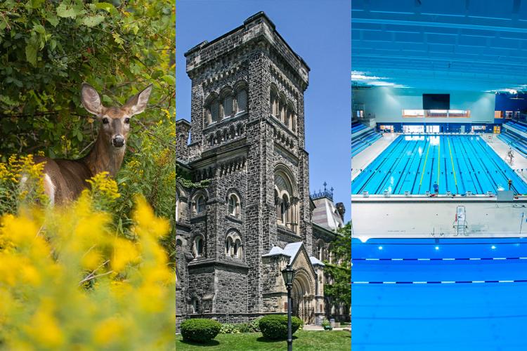 Which campus is best for you: U of T Mississauga (deer), St. George, U of T Scarborough (Pan Am Centre)