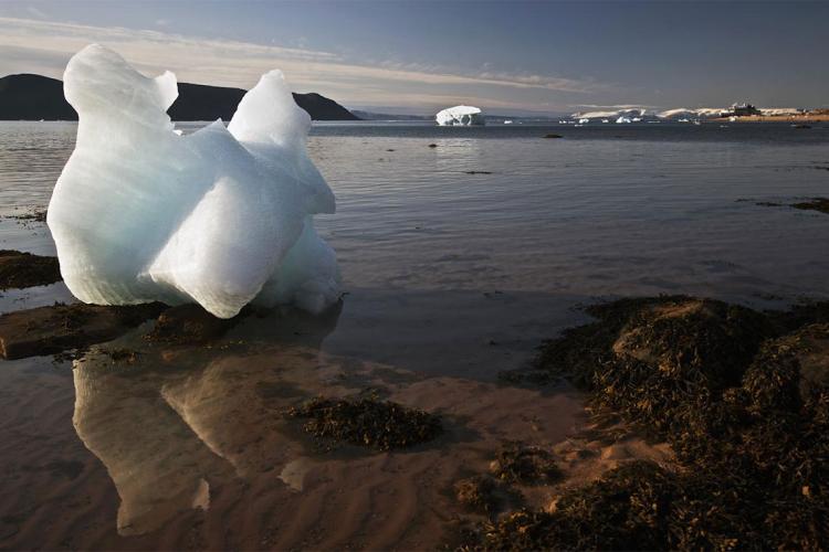 Can bird poop keep the Arctic cool? U of T researchers find guano helps  create clouds to block summer sun