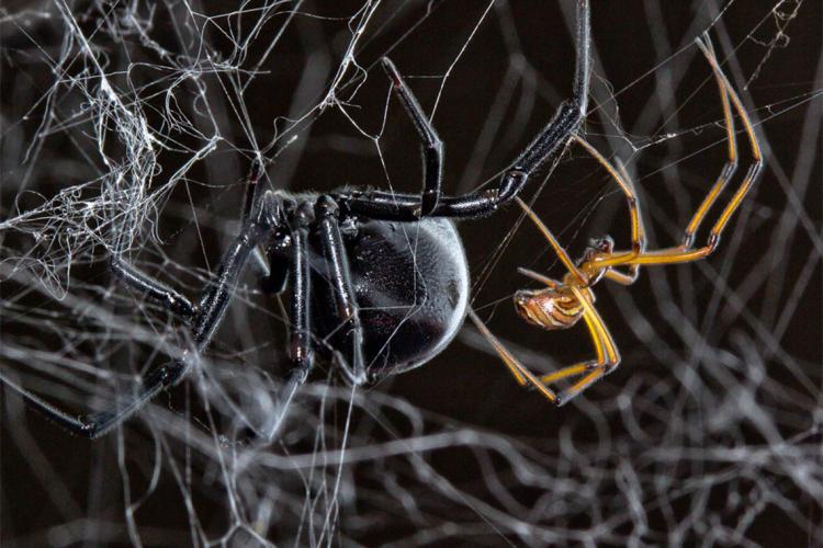 Female (left) and male (right) black widow spiders