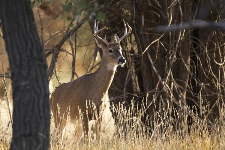 White tailed deer