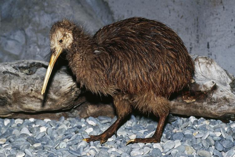 kiwi bird