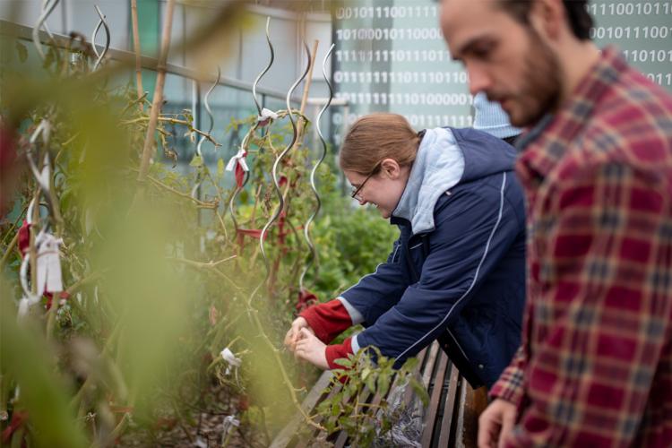 Photo of a rooftop garden at U of T Scarborough