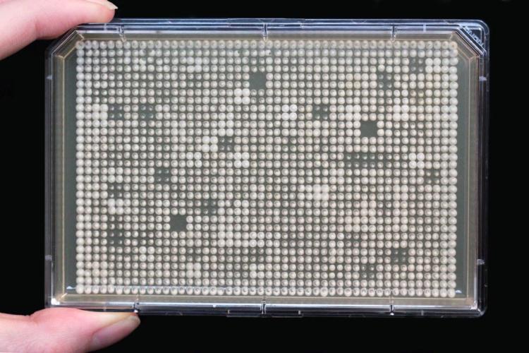 Arrays of mutant yeast strains in a Petri dish. The faster the cells grow, the bigger the size of colonies (dots).