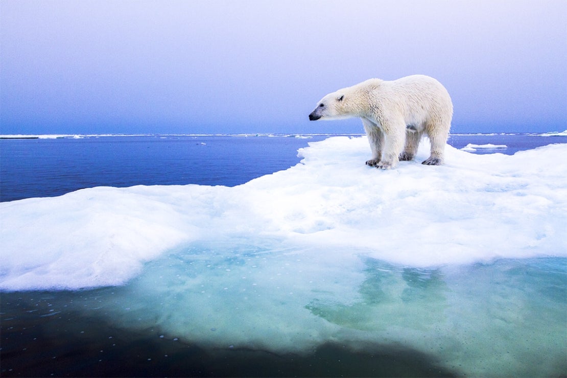 Arctic's last refuge for ice-dependent species disappearing as region ...