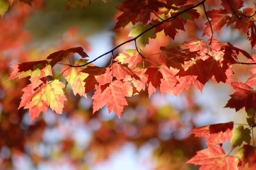 Canadian red maple adds specks of color to the fall foliage season - CGTN