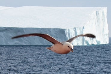 https://www.utoronto.ca/sites/default/files/styles/news_banner_370/public/2016-11-17-arctic-seabird-lead.jpg?h=afdc3185&itok=_iSIp1xZ