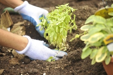 community garden