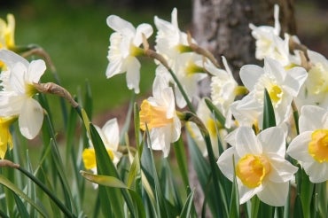 photo of daffodils