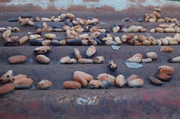 drying cacao