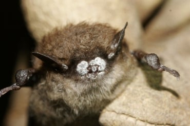 Bat with white-nose syndrome