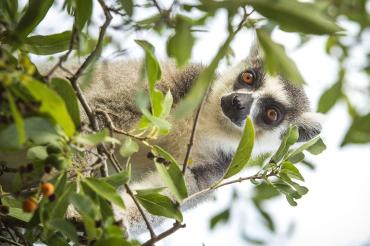 U Of T Study Looks At Why Ring-tailed Lemurs Raise A Stink When They ...