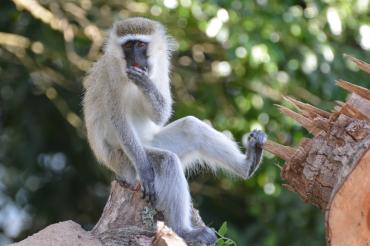 photo of vervet monkey