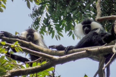 Two Rwenzori colobus monkeys seen in a tree