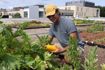 A researcher harvests a large squash from the roof of a UTSC building