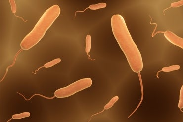 Vibrio Parahaemolyticus illustration