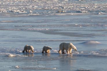 Male Polar Bear On The Tundra By Carole-Anne Fooks