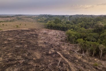 Deforestation May Threaten Majority of  Tree Species, Study