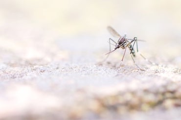 mosquito on a wall