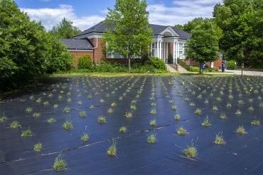 Plant experiment outside of Alumni House at UTM