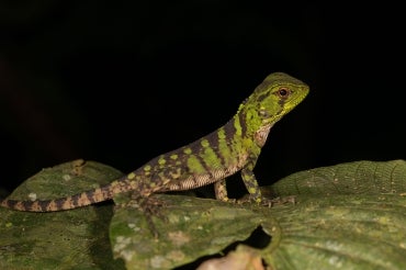 Photo of a lizard in Ecuador