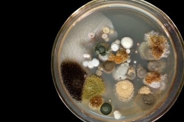 Image of various microorganisms growing in a petri dish