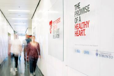 The human heart • Heart Research Institute