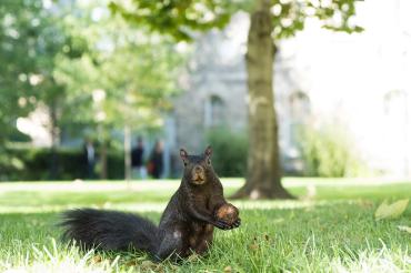 Photo of squirrel