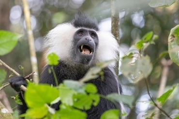 A colobis monkey sits in a tree in Rwanda