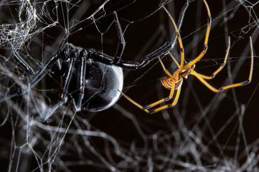 A black widow spider