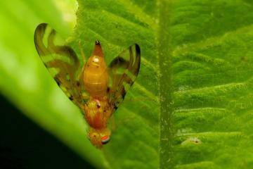 Photo of a fruit fly