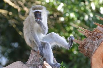 photo of vervet monkey