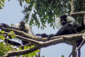 Two Rwenzori colobus monkeys seen in a tree