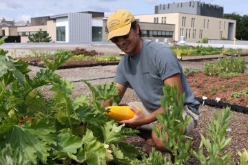 A researcher harvests a large squash from the roof of a UTSC building