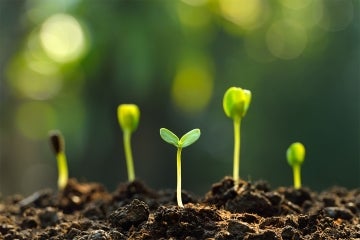 seedlings sprouting in soil