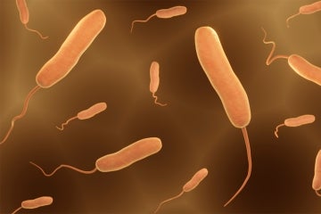 Vibrio Parahaemolyticus illustration